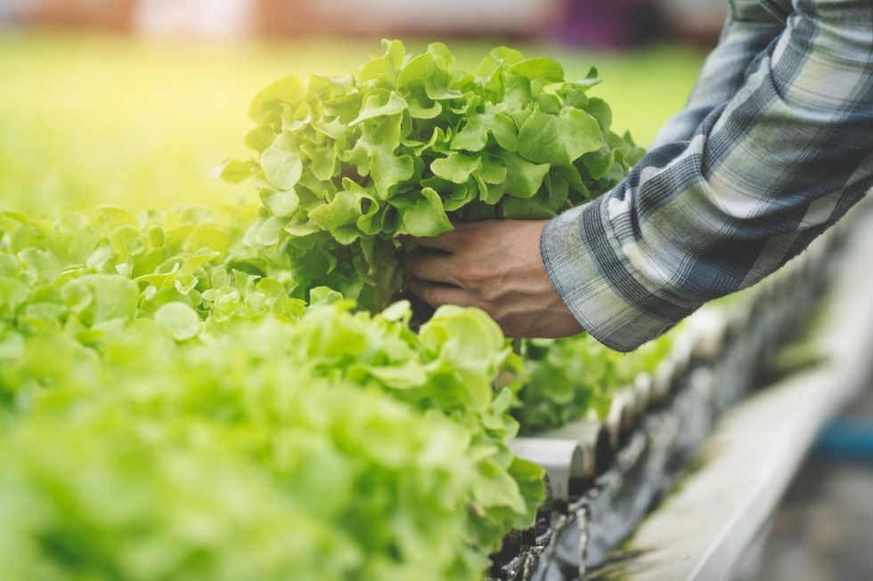 Żywność Ekologiczna Bio Food | Producent Żywności Ekologicznej